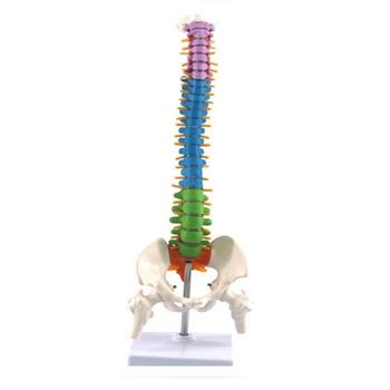 45 см с анатомической анатомией таза человека Модель позвоночника позвоночника Учебные ресурсы для студентов